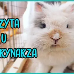 Ile kosztuje wizyta u weterynarza z królikiem? Sprawdź ceny i usługi