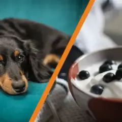 Czy pies może jeść jogurt naturalny? Korzyści i zagrożenia