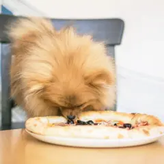 Czy pies może jeść sól? Poznaj fakty i zagrożenia dla zdrowia pupila