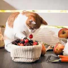 Czy koty mogą jeść mango? Fakty, korzyści i zagrożenia