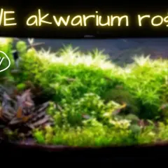 Optymalne KH i GH w akwarium roślinnym: Klucz do sukcesu