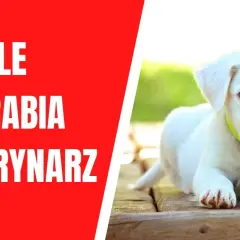 Ile zarabia weterynarz po studiach? Zaskakujące wyniki i czynniki wpływające na pensje