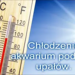 Jak schłodzić wodę w akwarium: 7 skutecznych metod na upały