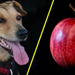 Czy pies może jeść jabłko ze skórką? Bezpieczne przekąski dla psa