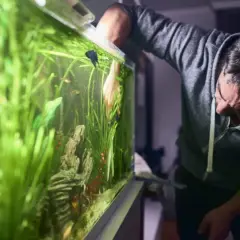 Jak skutecznie wyczyścić akwarium z glonów - sprawdzone metody
