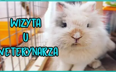 Ile kosztuje wizyta u weterynarza z królikiem? Sprawdź ceny i usługi
