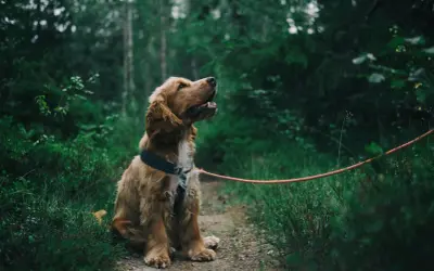 Najzdrowsze szelki dla psa: Poradnik zoofizjoterapeuty