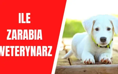 Ile zarabia weterynarz po studiach? Zaskakujące wyniki i czynniki wpływające na pensje