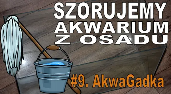 Jak wyczyścić akwarium z osadu: 6 skutecznych metod