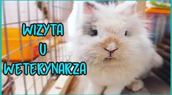 Ile kosztuje wizyta u weterynarza z królikiem? Sprawdź ceny i usługi