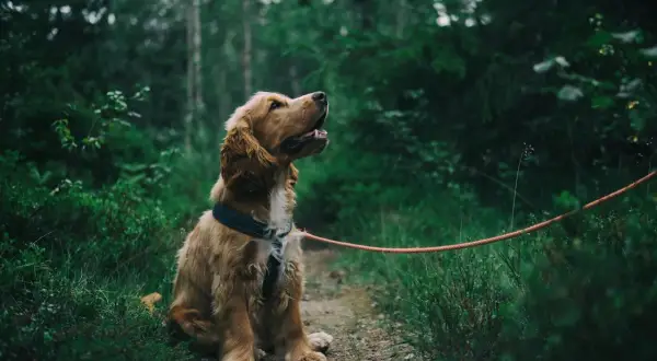Najzdrowsze szelki dla psa: Poradnik zoofizjoterapeuty