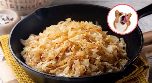 Czy pies może jeść kapustę kiszoną? Bezpieczeństwo i korzyści