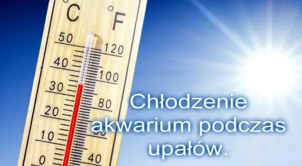 Jak schłodzić wodę w akwarium: 7 skutecznych metod na upały