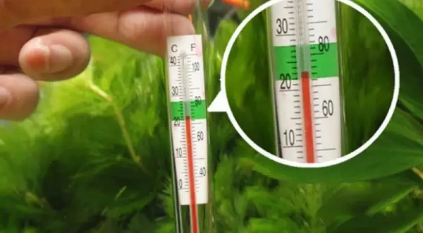 Idealna temperatura w akwarium: klucz do zdrowia ryb i roślin