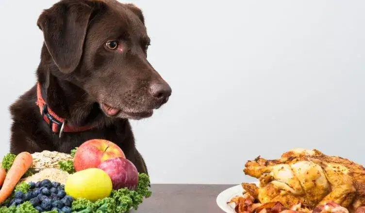 Zdjęcie Czy pies może jeść sól? Poznaj fakty i zagrożenia dla zdrowia pupila
