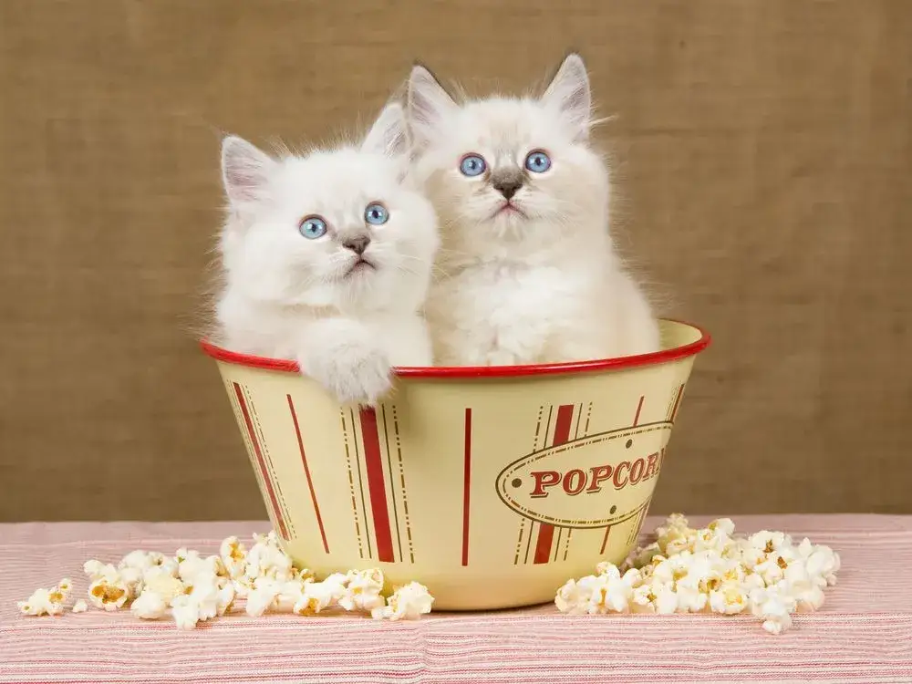 Zdjęcie Czy koty mogą jeść popcorn? Poznaj fakty i bezpieczne przekąski