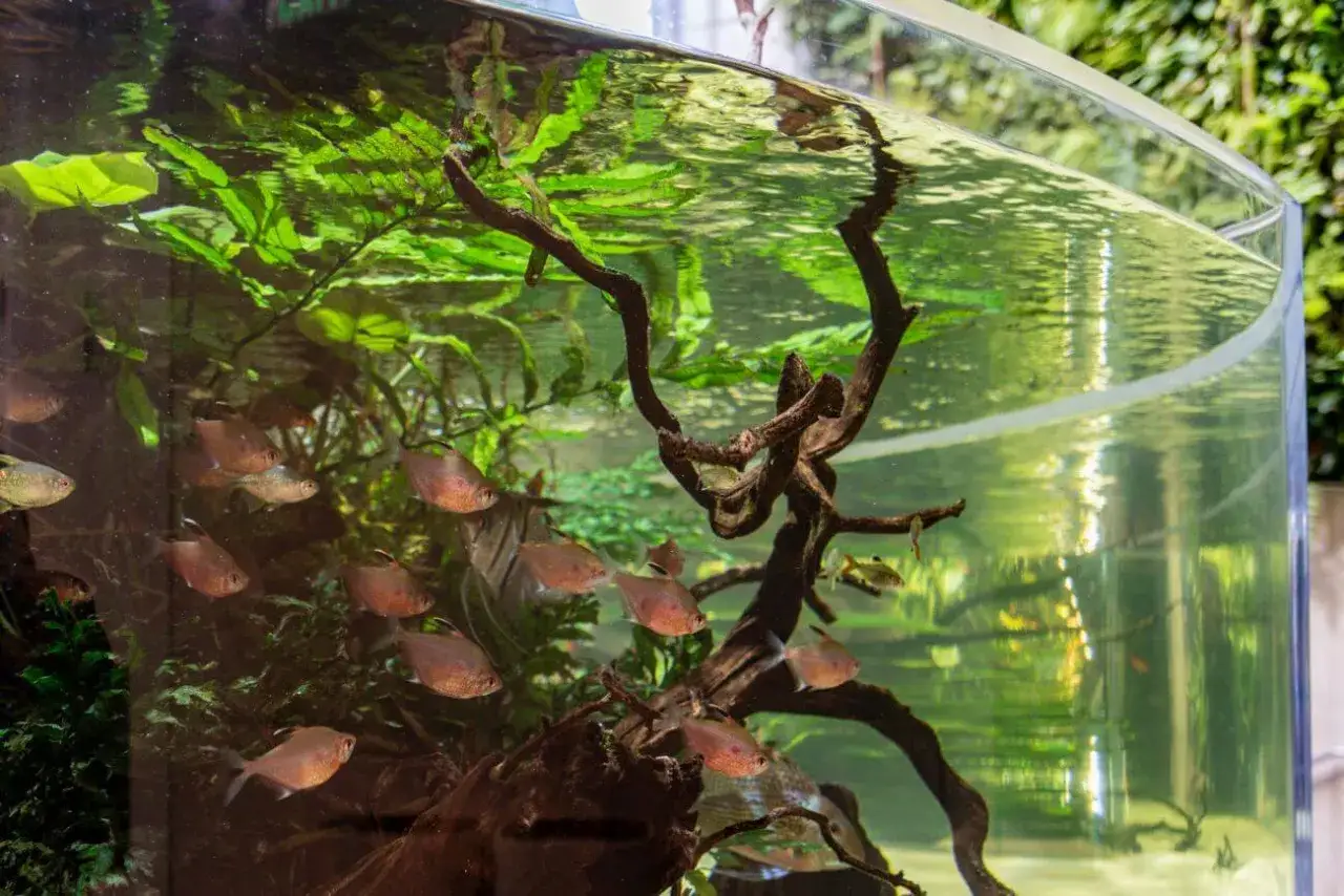 Zdjęcie Dlaczego woda w akwarium śmierdzi? 5 przyczyn i skuteczne rozwiązania