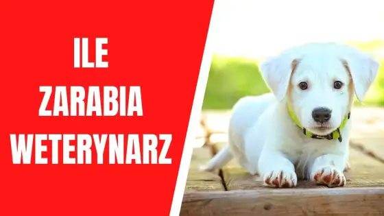 Ile zarabia weterynarz po studiach? Zaskakujące wyniki i czynniki wpływające na pensje
