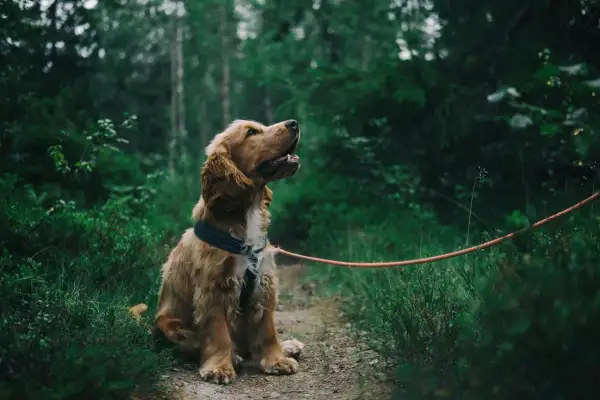 Najzdrowsze szelki dla psa: Poradnik zoofizjoterapeuty
