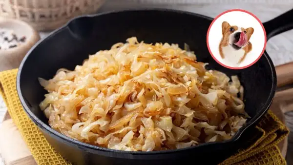 Czy pies może jeść kapustę kiszoną? Bezpieczeństwo i korzyści